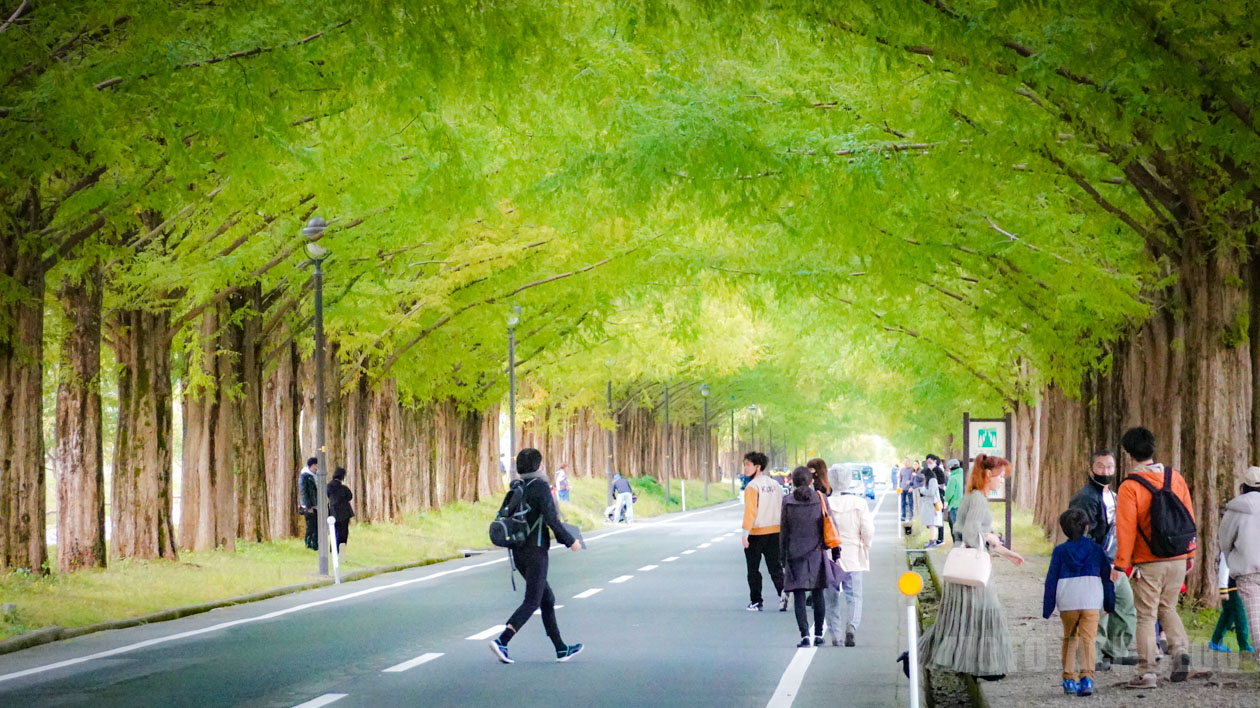 滋賀県のメタセコイヤ並木